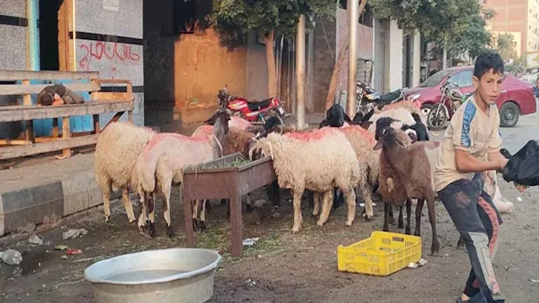 أسعار الأضاحي بالفيوم: الخروف بـ220 والماعز بـ230 جنيهاً أسعار الأضاحي بالفيوم: الخروف بـ220 والماعز بـ230 جنيهاً