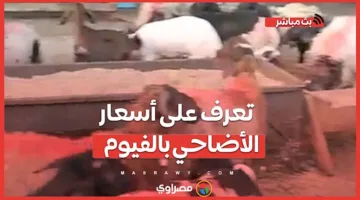 أسعار الأضاحي في الفيوم: 220 جنيه للكيلو للخروف و230 جنيه للماعز.