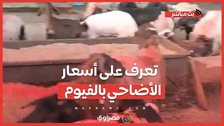 أسعار الأضاحي في الفيوم: 220 جنيه للكيلو للخروف و230 جنيه للماعز. أسعار الأضاحي في الفيوم: 220 جنيه للكيلو للخروف و230 جنيه للماعز.