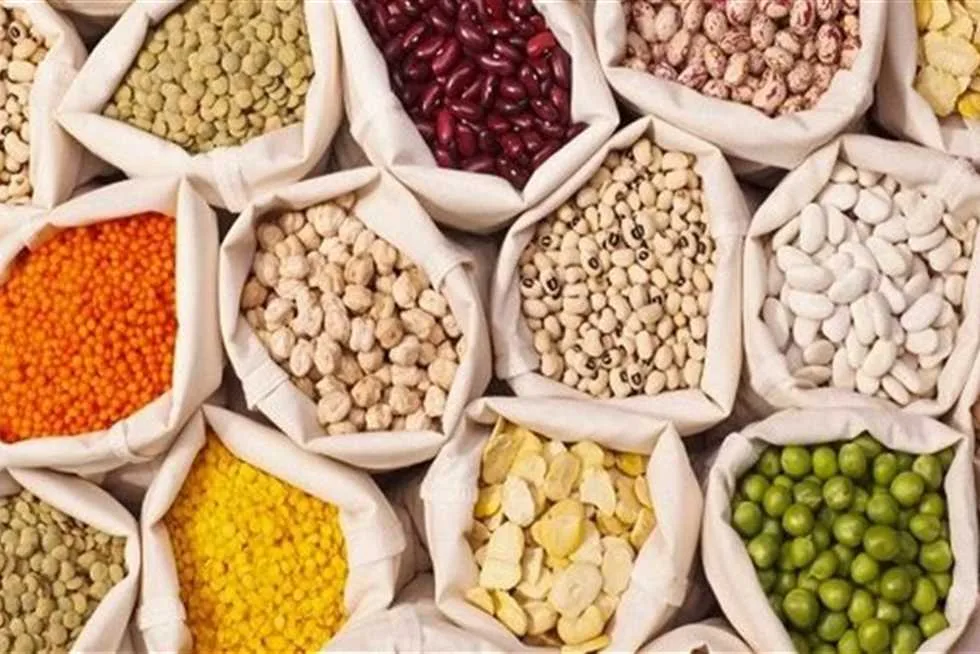 أسعار الحبوب في مطروح يوم الثلاثاء 3 يونيو 2025 أسعار الحبوب في مطروح يوم الثلاثاء 3 يونيو 2025