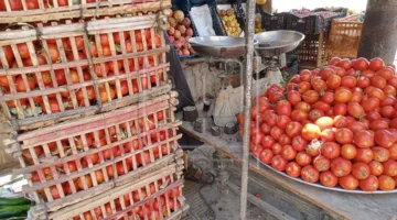 أسعار الخضروات في أسواق المنيا اليوم، الأربعاء 4 يونيو 2025، قبل ساعات من عيد الفطر