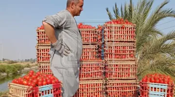 أسعار الخضروات والفاكهة في المنيا اليوم السبت 14 يونيو 2025: البامية بـ50 جنيهًا
