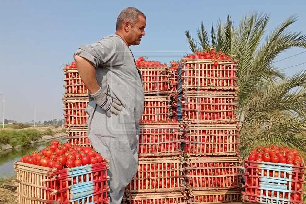 أسعار الخضروات والفاكهة في المنيا اليوم السبت 14 يونيو 2025: البامية بـ50 جنيهًا أسعار الخضروات والفاكهة في المنيا اليوم السبت 14 يونيو 2025: البامية بـ50 جنيهًا