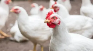 أسعار الدجاج الأبيض اليوم الجمعة 13-6-2025.. هل تأثرت بالأحداث الإسرائيلية في إيران؟