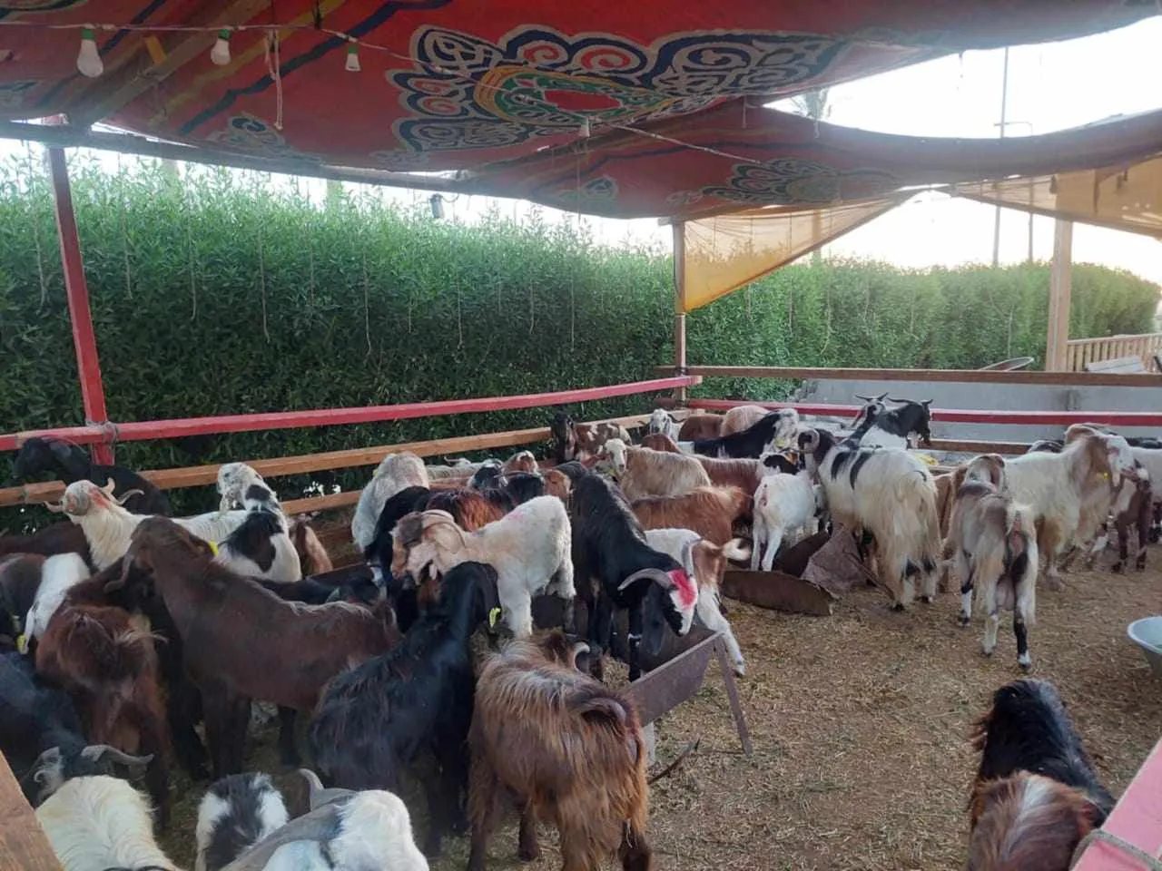 أفضلها البرقي: تصنيفات وتكاليف الأضاحي في جنوب سيناء أفضلها البرقي: تصنيفات وتكاليف الأضاحي في جنوب سيناء