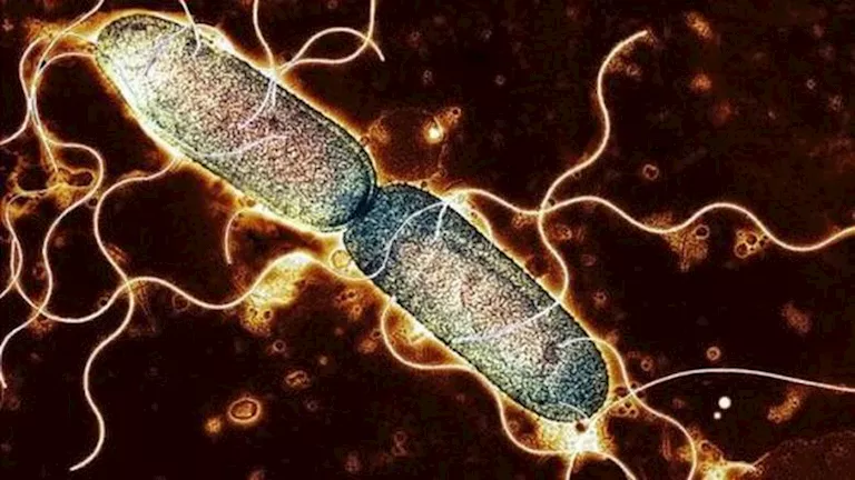 أمريكا: انتشار السالمونيلا في 7 ولايات وسحب 1.7 مليون بيضة من الأسواق