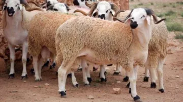 إصابة 14372 فرداً خلال مراسم ذبح الأضاحي في تركيا