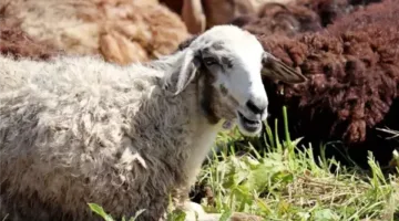 إصابة أكثر من 14 ألف فرد أثناء ذبح الأضاحي في عيد الأضحى في تركيا