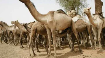 شاهد الفيديو: أصدقاء يُهَدين صديقهم مجموعة من الإبل احتفالًا بزواجه في مدينة القضارف بشرق السودان.