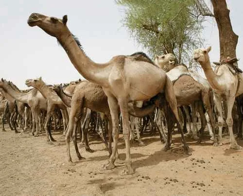شاهد الفيديو: أصدقاء يُهَدين صديقهم مجموعة من الإبل احتفالًا بزواجه في مدينة القضارف بشرق السودان. شاهد الفيديو: أصدقاء يُهَدين صديقهم مجموعة من الإبل احتفالًا بزواجه في مدينة القضارف بشرق السودان.