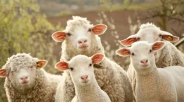 احترس من طهي واستهلاك اللحوم فور ذبح الأضحية.. أضرار قد لا يتوقعها الكثيرون