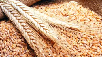 ارتفاع أسعار القمح بفضل استقرار الدولار واستراتيجية مصر لتنويع مصادر الإمداد