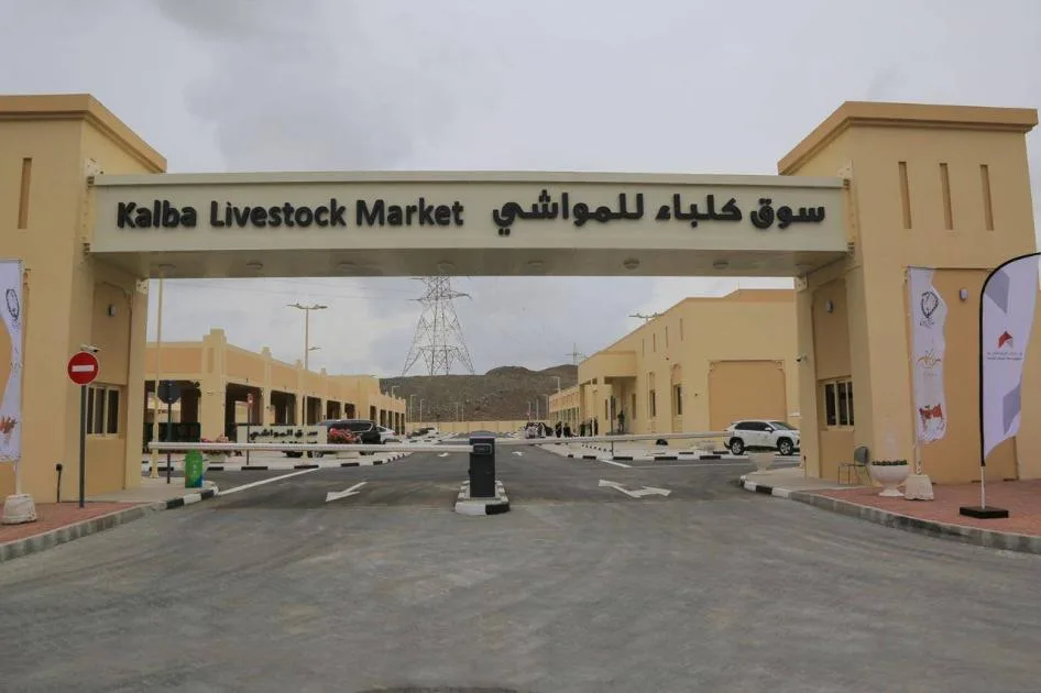 استراتيجية شاملة لتطوير أسواق المواشي في كلباء وخورفكان استراتيجية شاملة لتطوير أسواق المواشي في كلباء وخورفكان