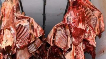 استعدادًا لعيد الأضحى.. “تموين البحر الأحمر” يقدم خراف مبردة بسعر 390 جنيهًا للكيلو ولحوم هندية بسعر 210 جنيهات.