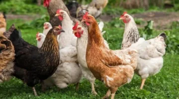استقرار سعر الدجاج الأبيض اليوم الأحد 8 يونيو 2025، ثالث أيام عيد الأضحى