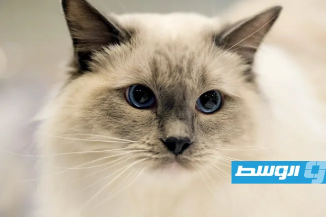 اكتشاف مئة قطة متوفاة داخل منزل في اليابان