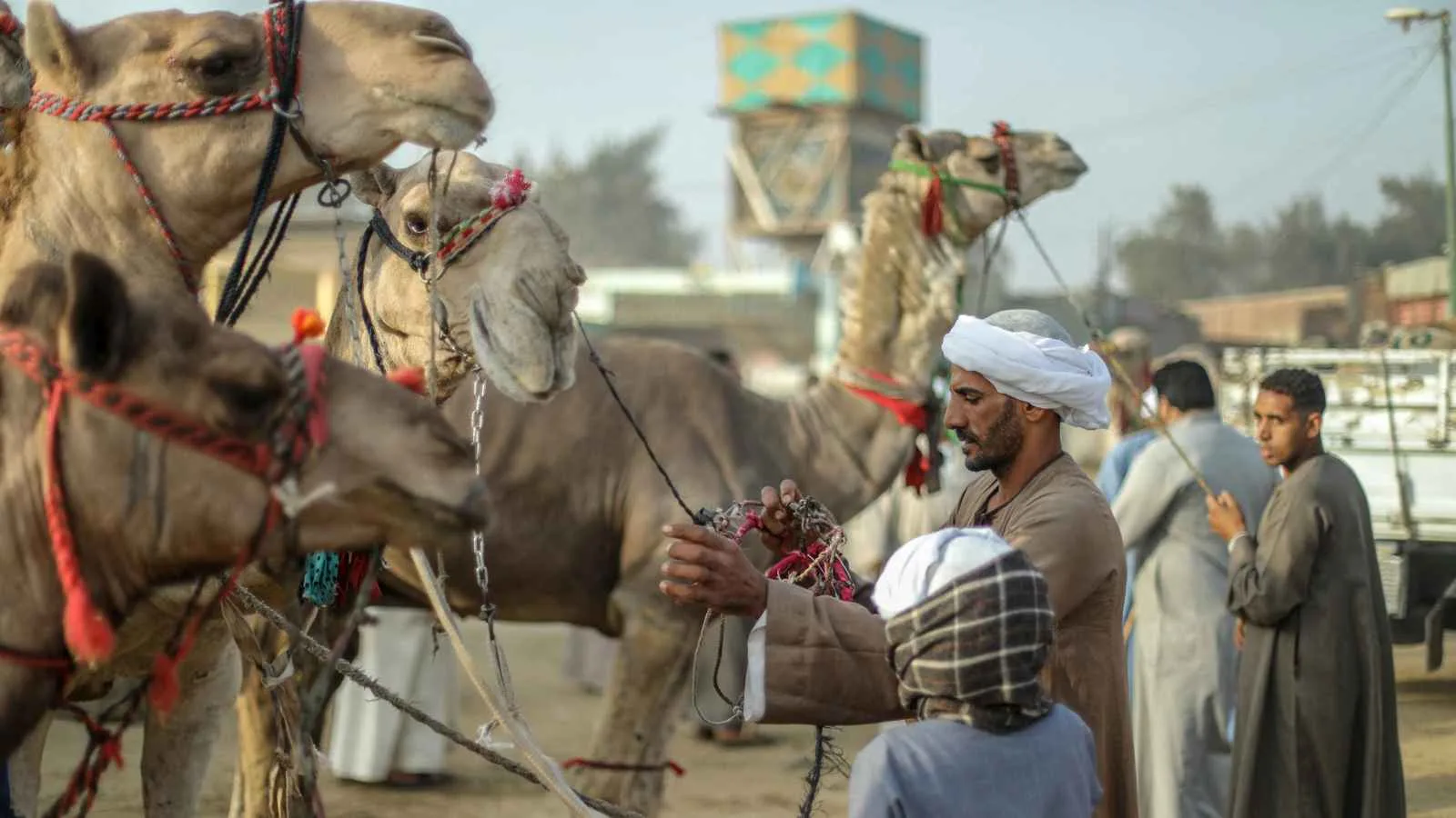 الإبل في مصر: هل تسهم في تنظيم الثروة الحيوانية؟ الإبل في مصر: هل تسهم في تنظيم الثروة الحيوانية؟