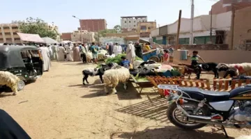 الإفتاء تشرح طريقة توزيع الأضحية وما إذا كان يُمكن توزيع الأحشاء والرأس أيضًا.
