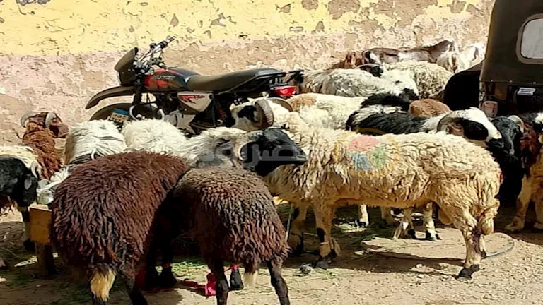 الإفتاء توضح الأفضلية في الأضاحي من بين الأنعام الإفتاء توضح الأفضلية في الأضاحي من بين الأنعام