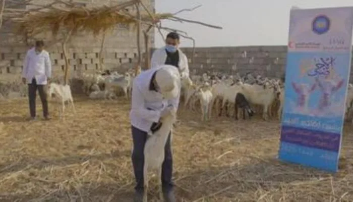 الإمارات تساند مبادرة الأضاحي في محافظتين في اليمن الإمارات تساند مبادرة الأضاحي في محافظتين في اليمن