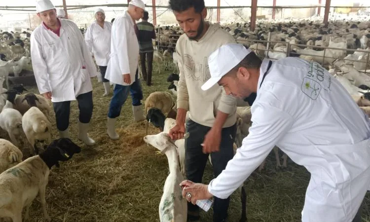 البعثة البيطرية المصرية للحج تتسلم رسالة تقدير من السلطات السعودية البعثة البيطرية المصرية للحج تتسلم رسالة تقدير من السلطات السعودية