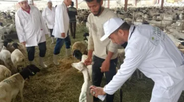البعثة البيطرية المصرية للهدي تتسلم رسالة تقدير من الجهات السعودية