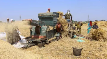 الحكومة المصرية تستحوذ على 3.8 مليون طن من القمح المحلي منذ بدء الموسم.