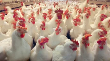 انخفاض أسعار الدواجن في كفر الشيخ: من 110 إلى 76 جنيهاً