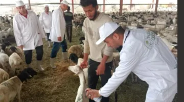الزراعة: المسالخ الحكومية تستقبل أكثر من 9800 ذبيحة في اليوم الأول من العيد