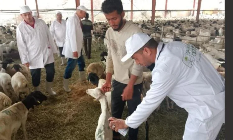 الزراعة: المسالخ الحكومية تستقبل أكثر من 9800 ذبيحة في اليوم الأول من العيد الزراعة: المسالخ الحكومية تستقبل أكثر من 9800 ذبيحة في اليوم الأول من العيد