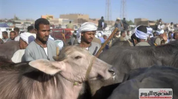 «الزراعة»: بعض سلالات العجول الحديثة تحقق زيادة في الوزن اليومية تصل إلى 1.6 كيلوغرام