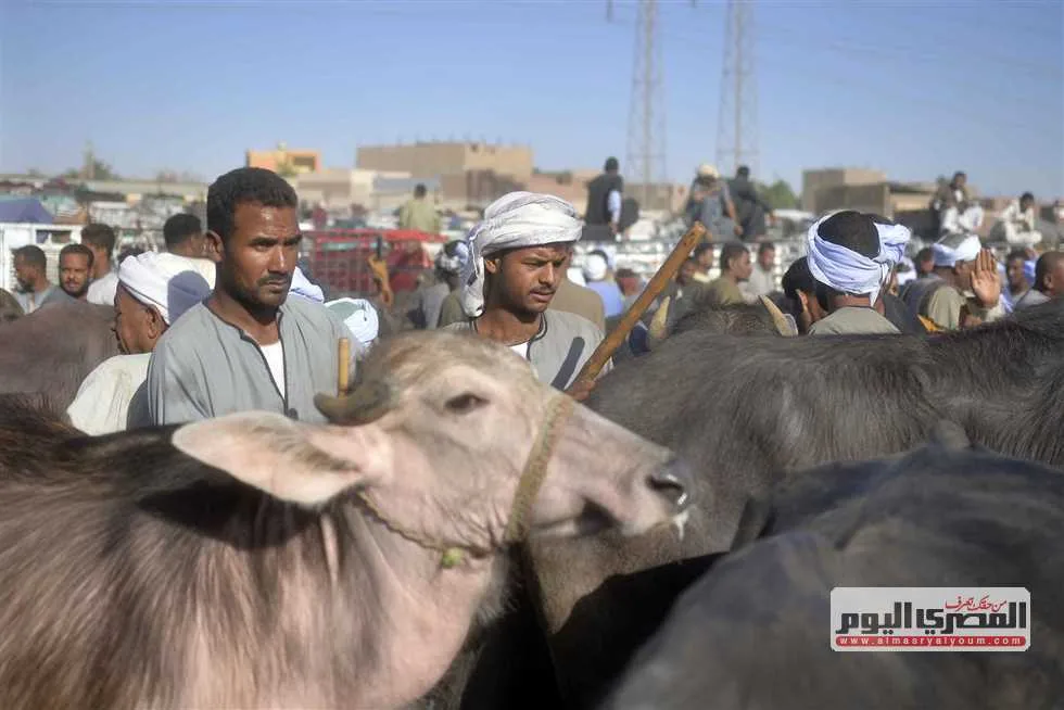 «الزراعة»: بعض سلالات العجول الحديثة تحقق زيادة في الوزن اليومية تصل إلى 1.6 كيلوغرام «الزراعة»: بعض سلالات العجول الحديثة تحقق زيادة في الوزن اليومية تصل إلى 1.6 كيلوغرام