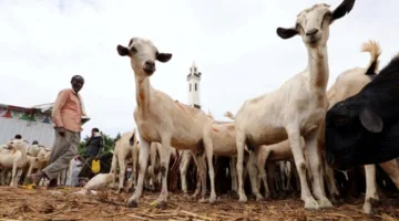 السعودية تشتري أغناماً بقيمة 17.6 مليار ريال خلال 5 سنوات.. نصف الكمية من السودان