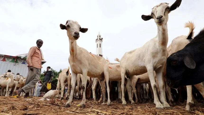 السعودية تشتري أغناماً بقيمة 17.6 مليار ريال خلال 5 سنوات.. نصف الكمية من السودان السعودية تشتري أغناماً بقيمة 17.6 مليار ريال خلال 5 سنوات.. نصف الكمية من السودان