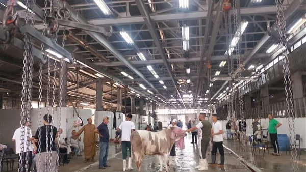 المجازر الحكومية تستقبل 7900 ذبيحة في اليوم الثالث من العيد المجازر الحكومية تستقبل 7900 ذبيحة في اليوم الثالث من العيد