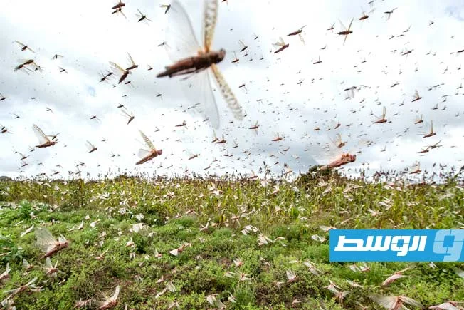 المنظمة العالمية للأغذية والزراعة تتوقع استمرار انتشار أسراب الجراد في ليبيا وشمال أفريقيا خلال يونيو ويوليو المنظمة العالمية للأغذية والزراعة تتوقع استمرار انتشار أسراب الجراد في ليبيا وشمال أفريقيا خلال يونيو ويوليو