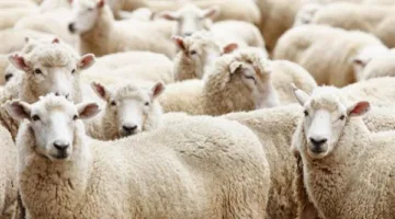 «المهلة النهائية للذبح».. هل يمكن عدم توزيع الأضحية؟