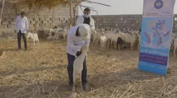 “الهلال الأحمر” يساند مشروع الأضاحي في محافظتين يمنيتين