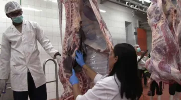 «الهيئة البيطرية في البحر الأحمر تخصص 8 مجازر لذبح الأضاحي مجانا في عيد الأضحى»