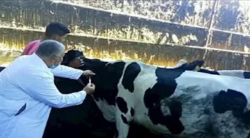 الهيئة البيطرية في البحيرة تعزز الجاهزية لمناسبة عيد الأضحى