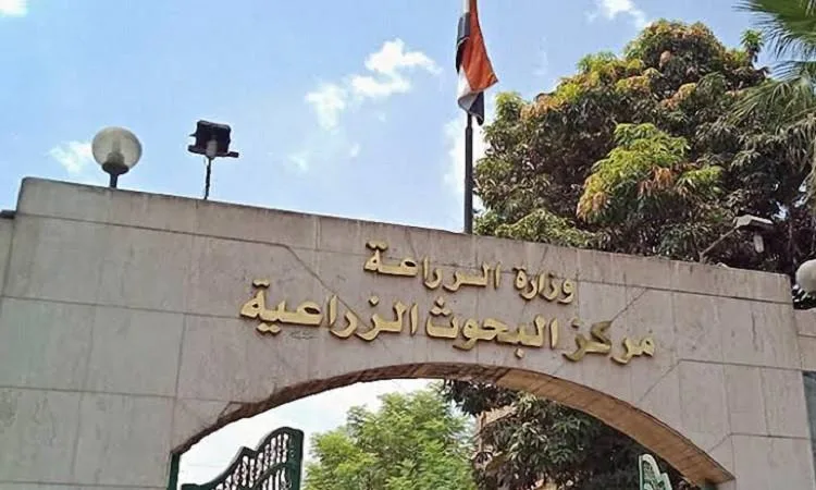 انطلاقة بحثية بمركز البحوث الزراعية تُتيح فرصاً جديدة في مجال الاستثمار الزراعي انطلاقة بحثية بمركز البحوث الزراعية تُتيح فرصاً جديدة في مجال الاستثمار الزراعي