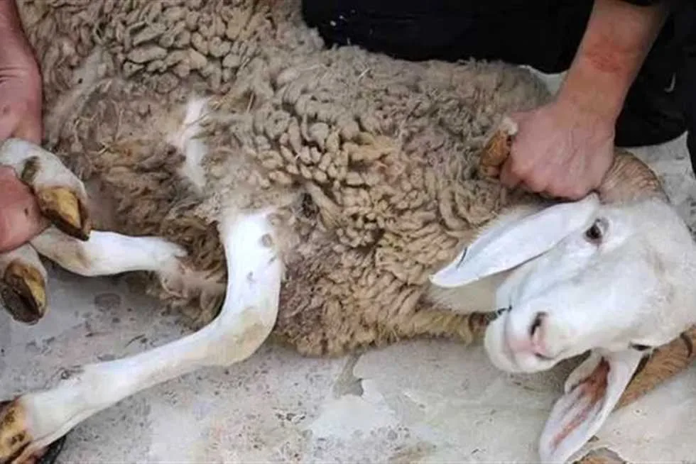 بالمجان.. مجازر الوادي الجديد تفتح أبوابها لاستقبال الأضاحي خلال عيد الأضحى المبارك
