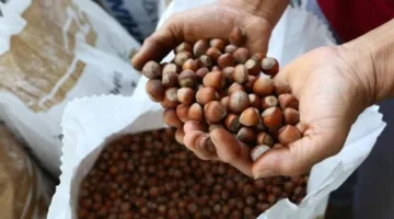 تركيا: عائدات تصدير البندق تصل إلى 1.41 مليار دولار في 5 أشهر