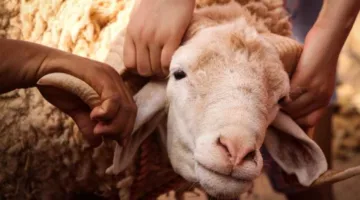 بدون نقع أو شواء: أبسط وسيلة لتنظيف رأس الأضحية
