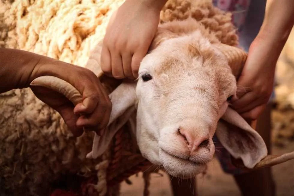 بدون نقع أو شواء: أبسط وسيلة لتنظيف رأس الأضحية بدون نقع أو شواء: أبسط وسيلة لتنظيف رأس الأضحية