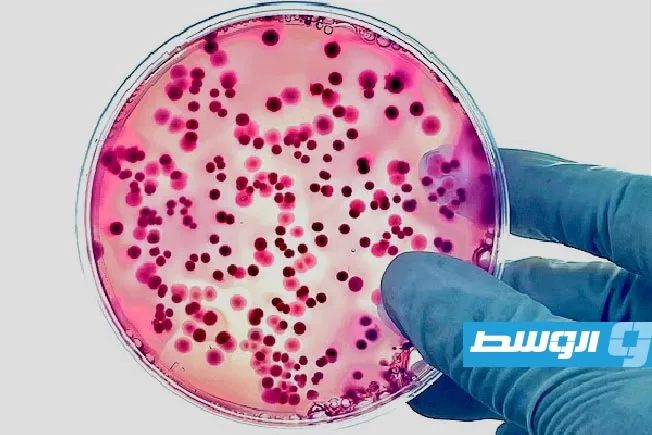 بريطانيا تسجل أعلى معدل تاريخي لإصابات التيفوئيد وتُحذّر من سلالات مقاومة جديدة. بريطانيا تسجل أعلى معدل تاريخي لإصابات التيفوئيد وتُحذّر من سلالات مقاومة جديدة.