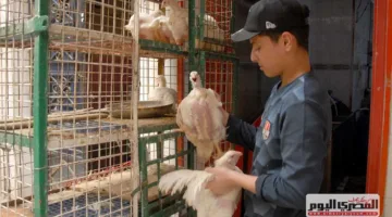بعد زيادة سعر الدجاج الأبيض.. أسعار الدواجن للمستهلك صباح الخميس 5-6-2025