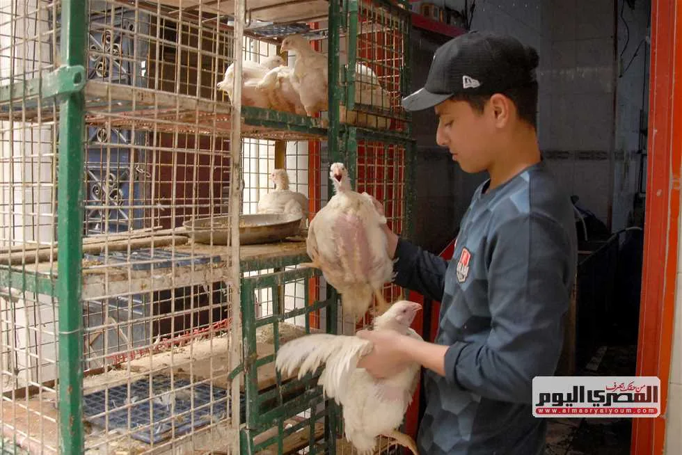 بعد زيادة سعر الدجاج الأبيض.. أسعار الدواجن للمستهلك صباح الخميس 5-6-2025 بعد زيادة سعر الدجاج الأبيض.. أسعار الدواجن للمستهلك صباح الخميس 5-6-2025