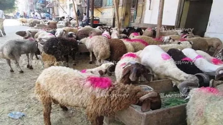 بيطري البحيرة: قمنا بالإشراف على ذبح 1184 رأسًا من الماشية خلال عيد الأضحى بيطري البحيرة: قمنا بالإشراف على ذبح 1184 رأسًا من الماشية خلال عيد الأضحى