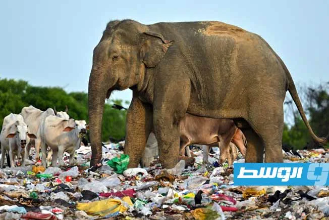 تأجيل الكشف عن نتائج إحصاء الحياة البرية في سريلانكا تأجيل الكشف عن نتائج إحصاء الحياة البرية في سريلانكا